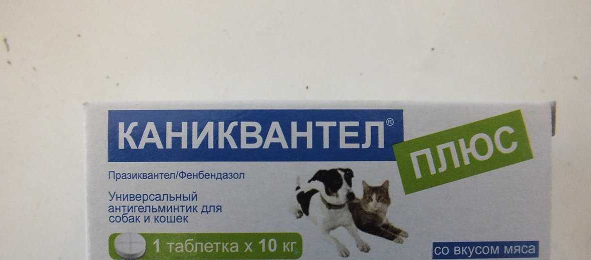 Каниквантел для собак — противогельминтное средство