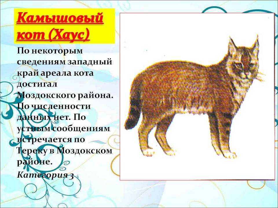 Кот чаус или камышовый кот: дикий или домашний?