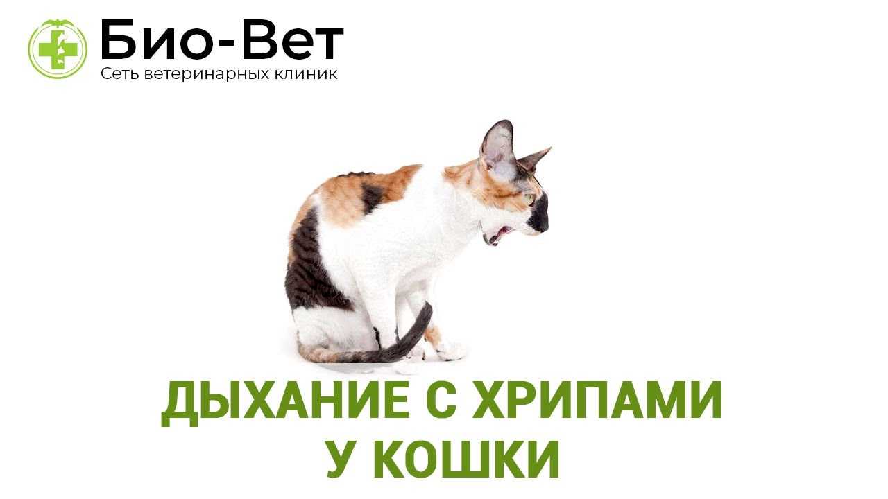 Почему кошка кашляет и хрипит