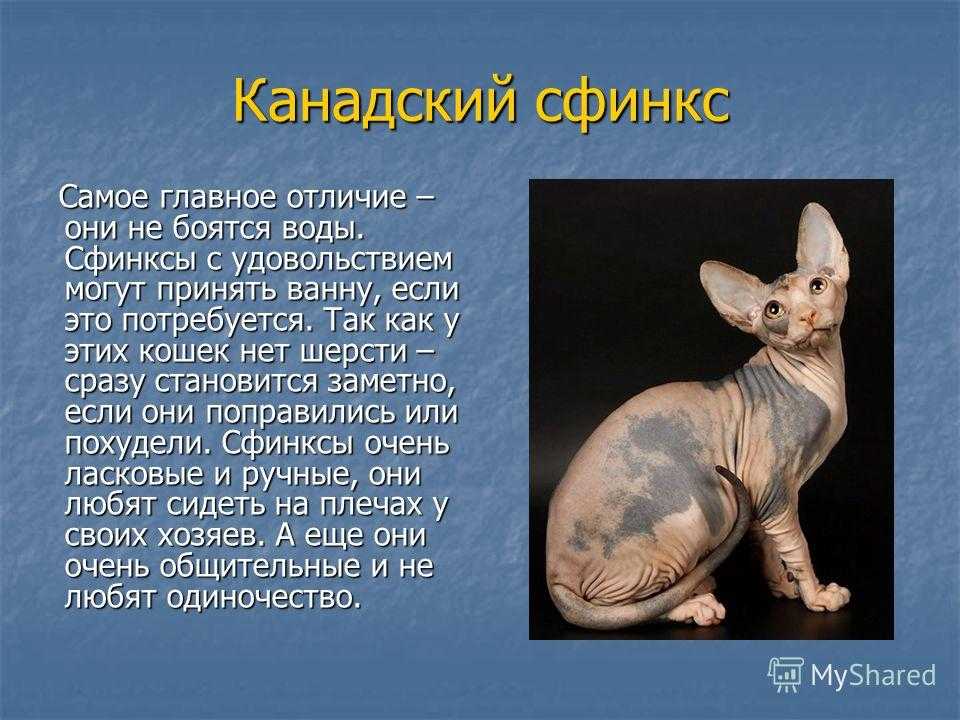 Донской сфинкс