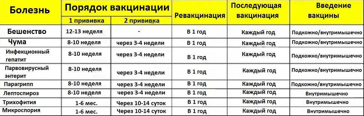 Бешенство у кошек