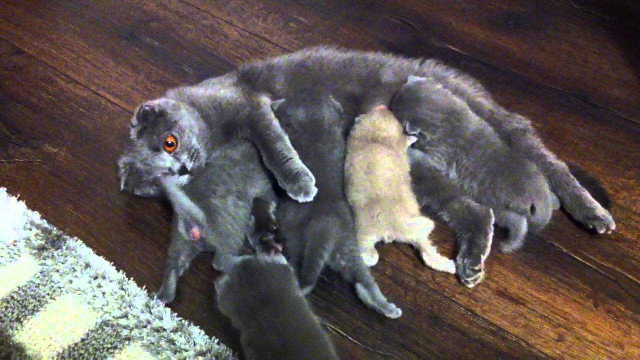 Как помочь кошке родить котят, советы ветеринаров, видео инструкция