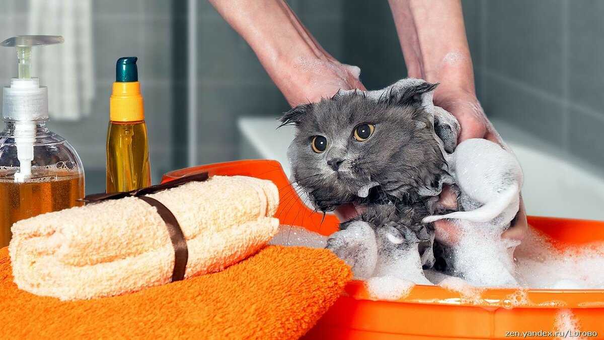 Можно ли купать кошку с обычным человеческим шампунем