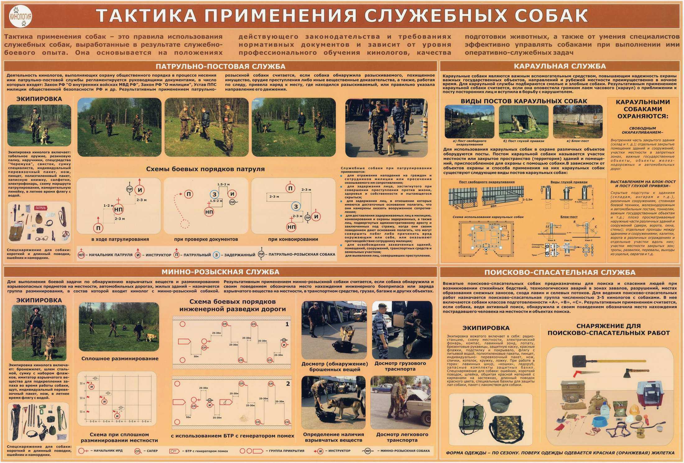 Топ-10 пород собак спасателей с фотографиями и названиями