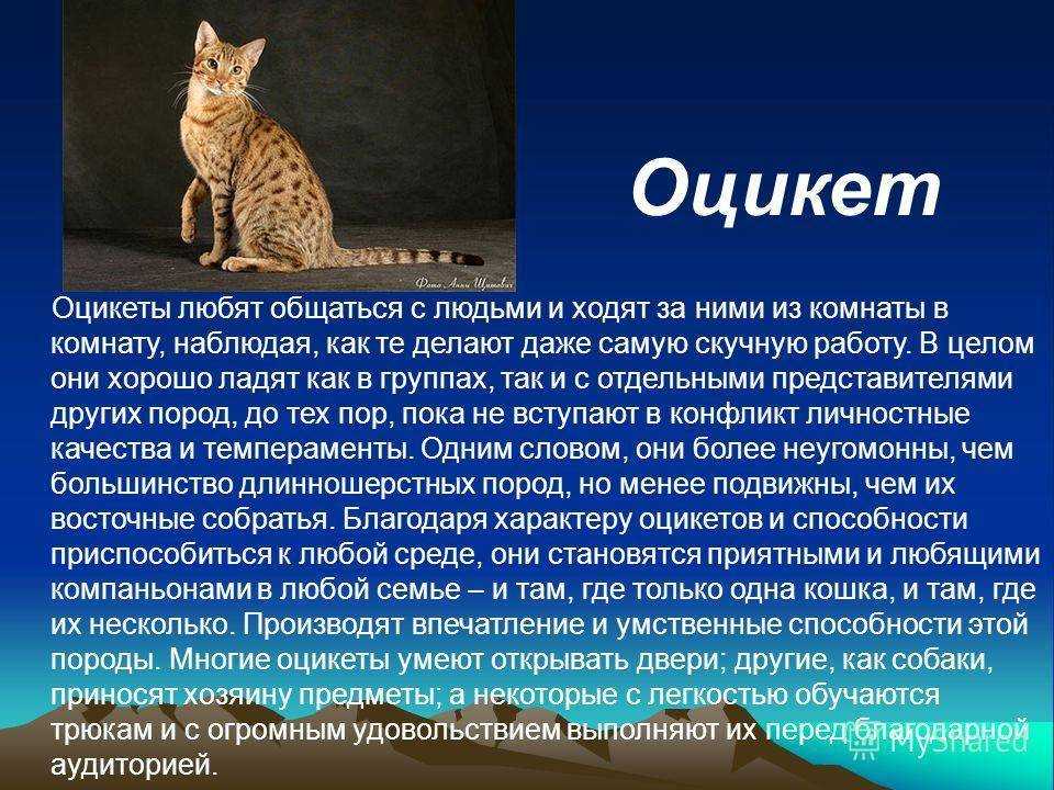 Оцикет: фото, описание, характер, содержание, отзывы
