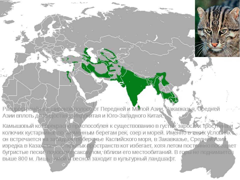 Длиннохвостая кошка: описание, характер, среда обитания и образ жизни, фото