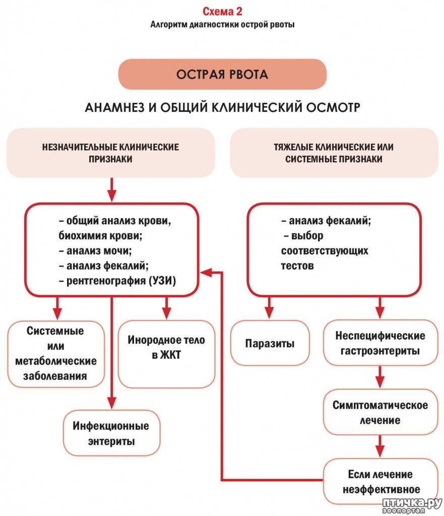 Рвота у собак: симптомы, диагностика и лечение в ветклиниках россии