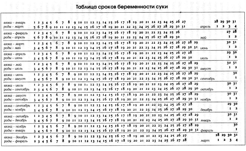 Сколько длится беременность у собак: мелких, крупных пород