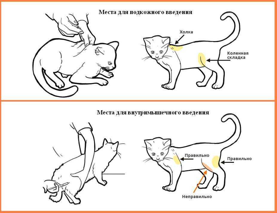 Капельница кошке в холку: как правильно провести процедуру и не навредить животному, используя катетер
