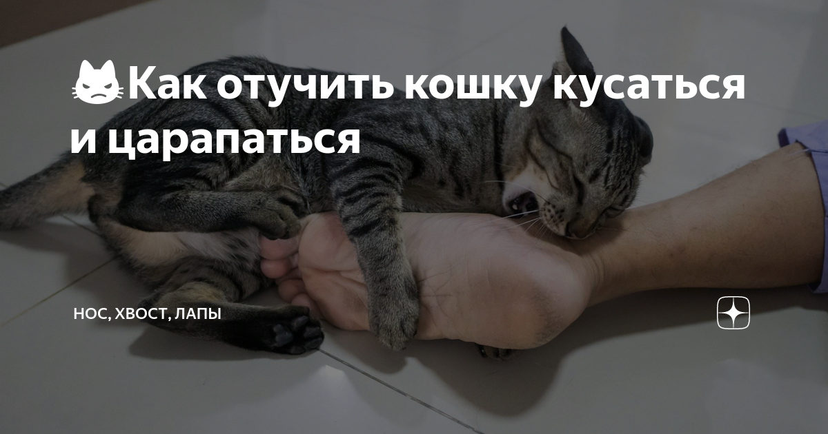 Как отучить кошку кусаться