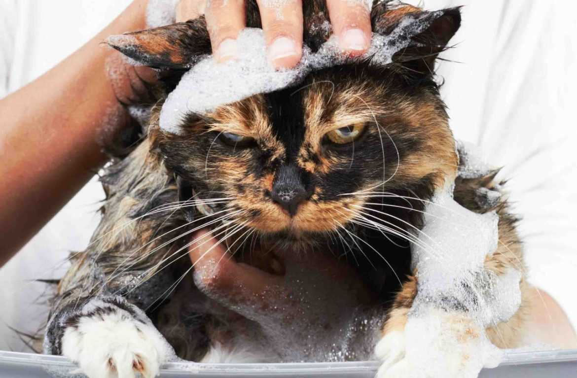 Как купать кота без кошачьих истерик и ваших травм