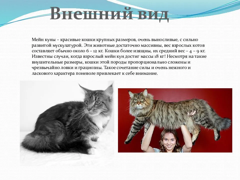 Средняя продолжительность жизни кошек в домашних условиях в зависимости от породы.