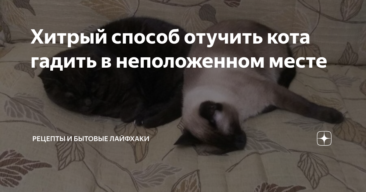 Как отучить кошку писать в неположенном месте: советы и рекомендации экспертов | ваши питомцы