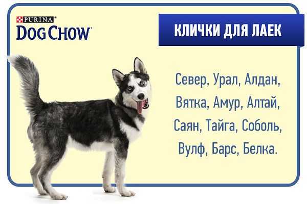 Выбираем кличку для щенка мальчика: правила и варианты