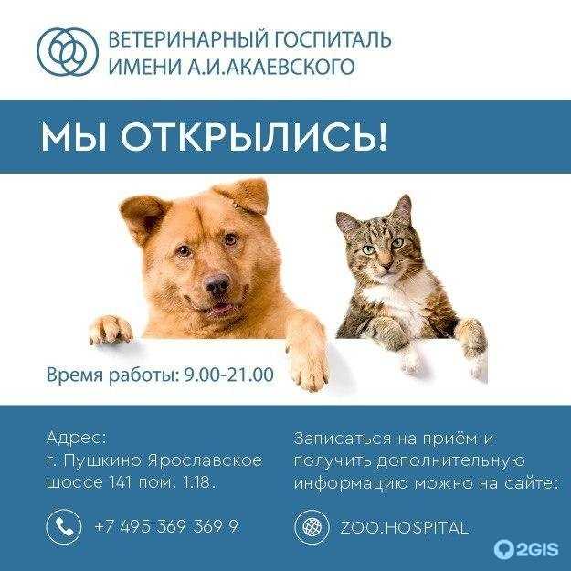 Брахицефалический синдром у собак