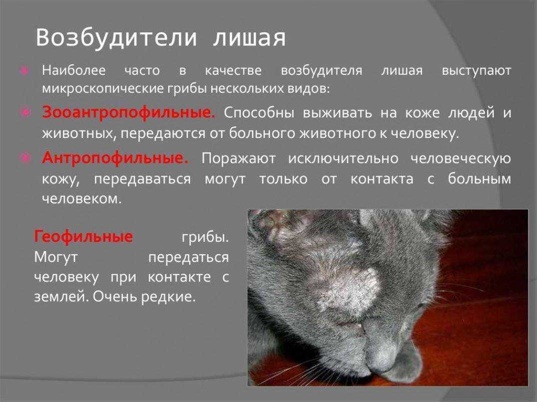 Кожные заболевания у котов и кошек: виды, симптомы, лечение | ваши питомцы