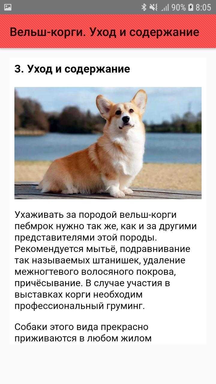 Порода собак вельш-корги-пемброк и ее характеристики с фото