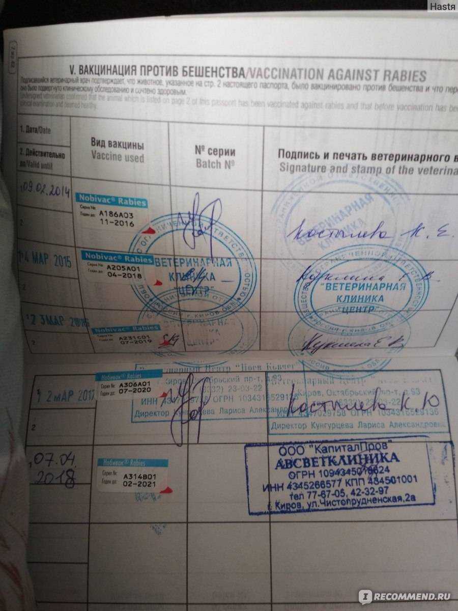 Как подготовить кошку к прививке