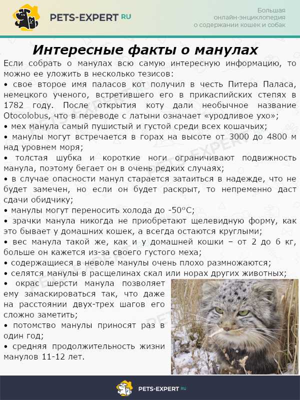 Кот манул: все самое интересное о повадках, образе жизни
