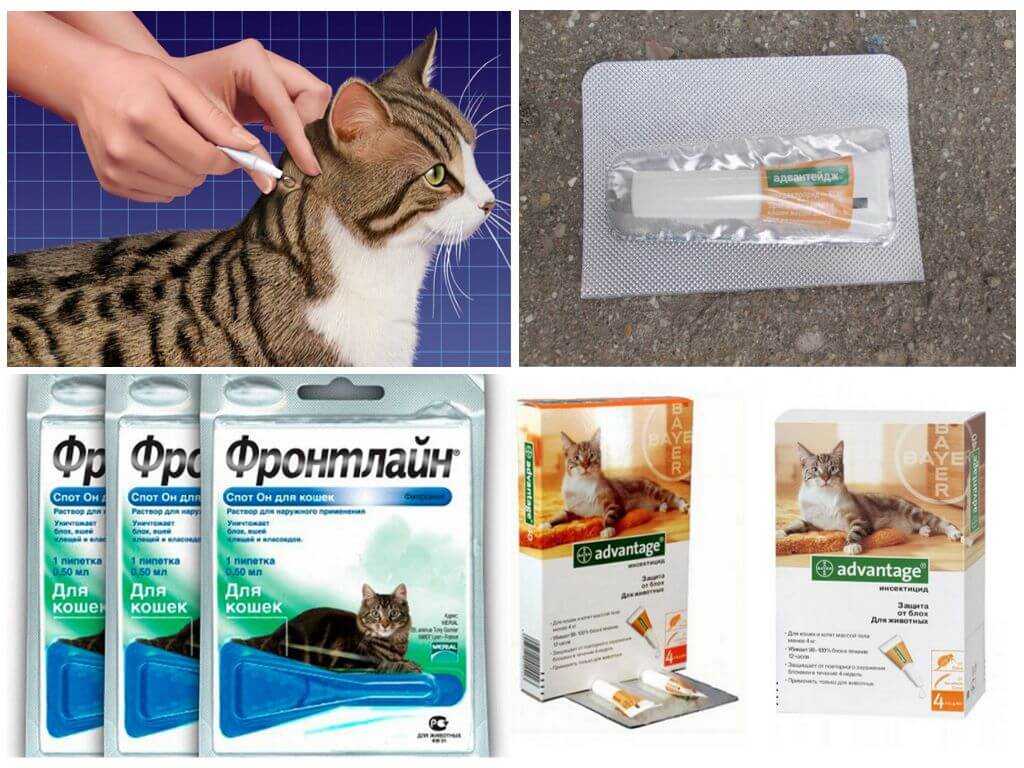 Как вывести блох у котенка: капли и народные средства