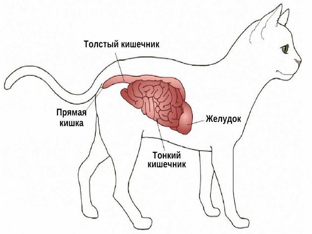 Непроходимость кишечника у кошки: симптомы и срочное лечение
