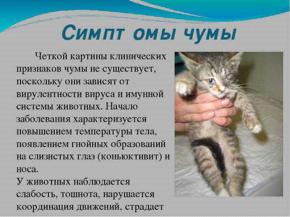 Чумка у кошек: симптомы и признаки (как проявляется), лечение, прививки - здоро