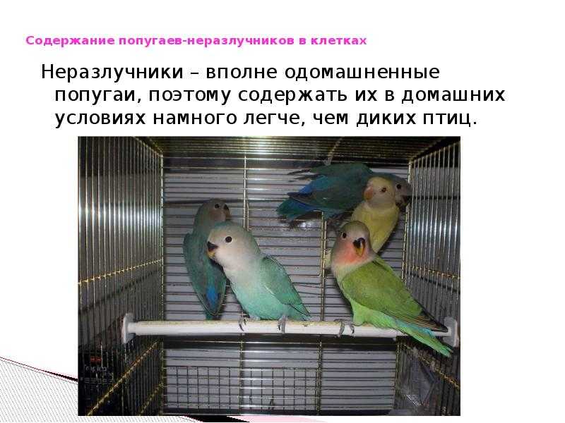 Птенцы неразлучников: как выглядят и растут, чем кормить и как ухаживать