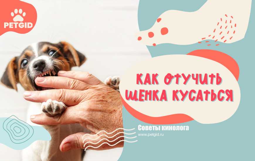 Как отучить кусаться щенка немецкой овчарки – советы и рекомендации