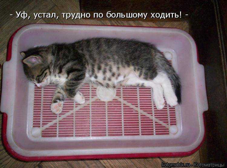 Кот не может сходить в туалет