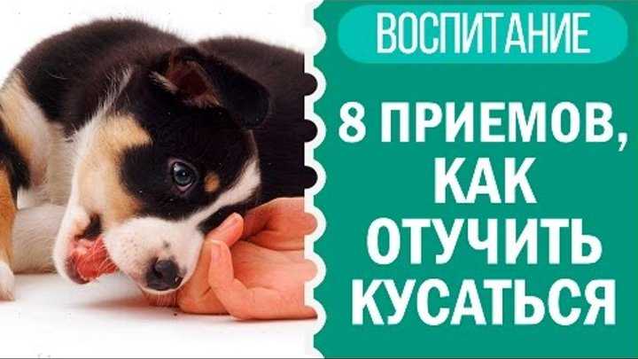 ᐉ как обучить щенка не кусаться - ➡ motildazoo.ru