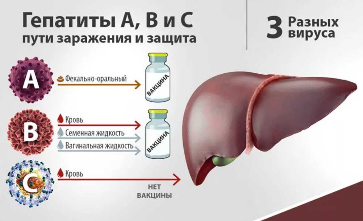 Вирусный гепатит собак - признаки, симптомы, диагностика, лечение
