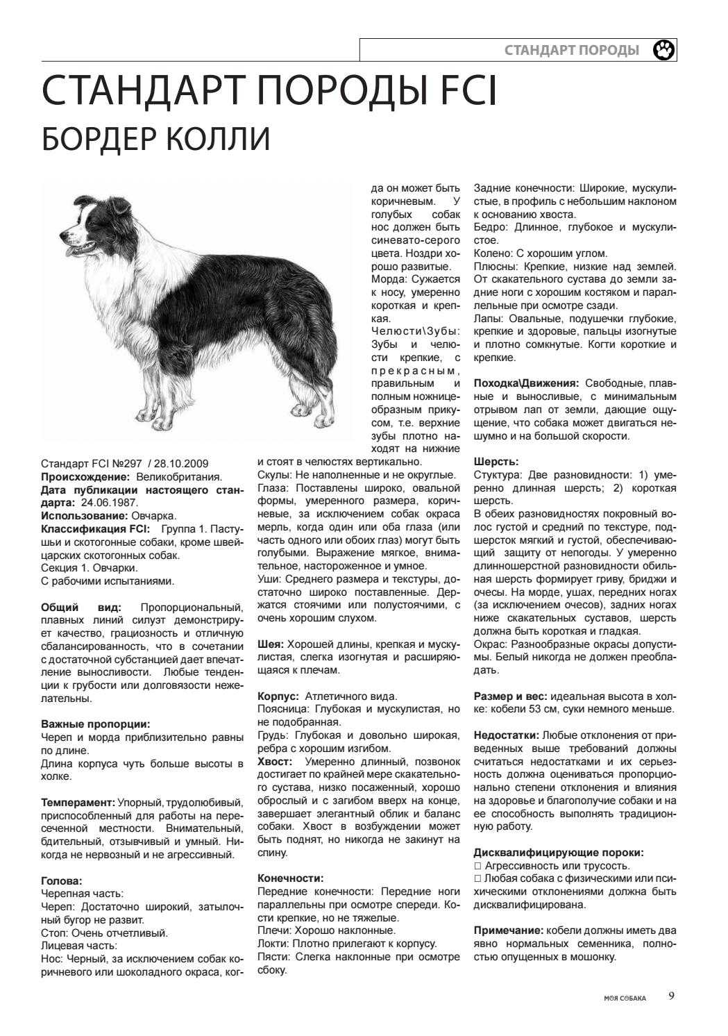Бордер колли фото, описание породы, характер, отзывы владельцев