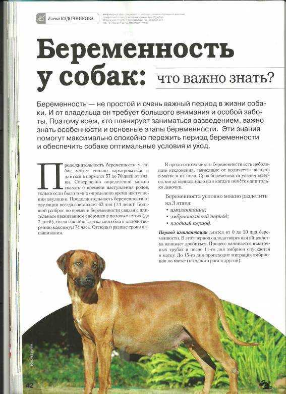 Беременность у собаки важный момент в жизни питомца признаки и симптомы сколько собака ходит беременной как кормить и ухаживать за беременной собакой