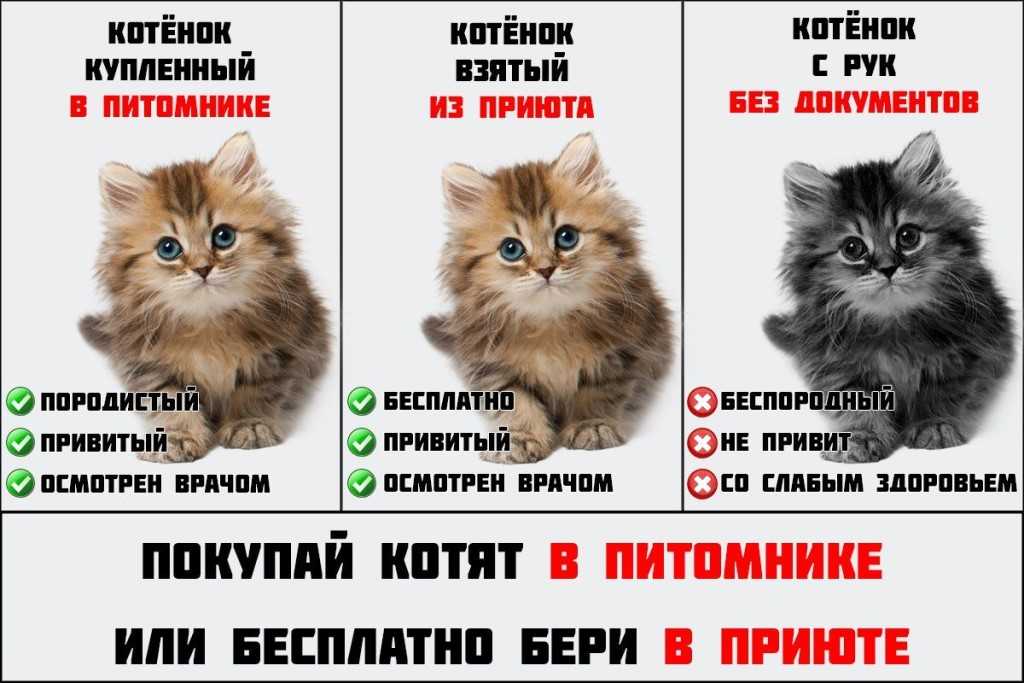 Чем кормить котенка по месяцам: полное руководство для новичков чем кормить котенка по месяцам: полное руководство для новичков