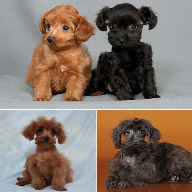Петербургская орхидея 🐶 — описание, фото, характер и все о породе орхидея на pet guide🐾