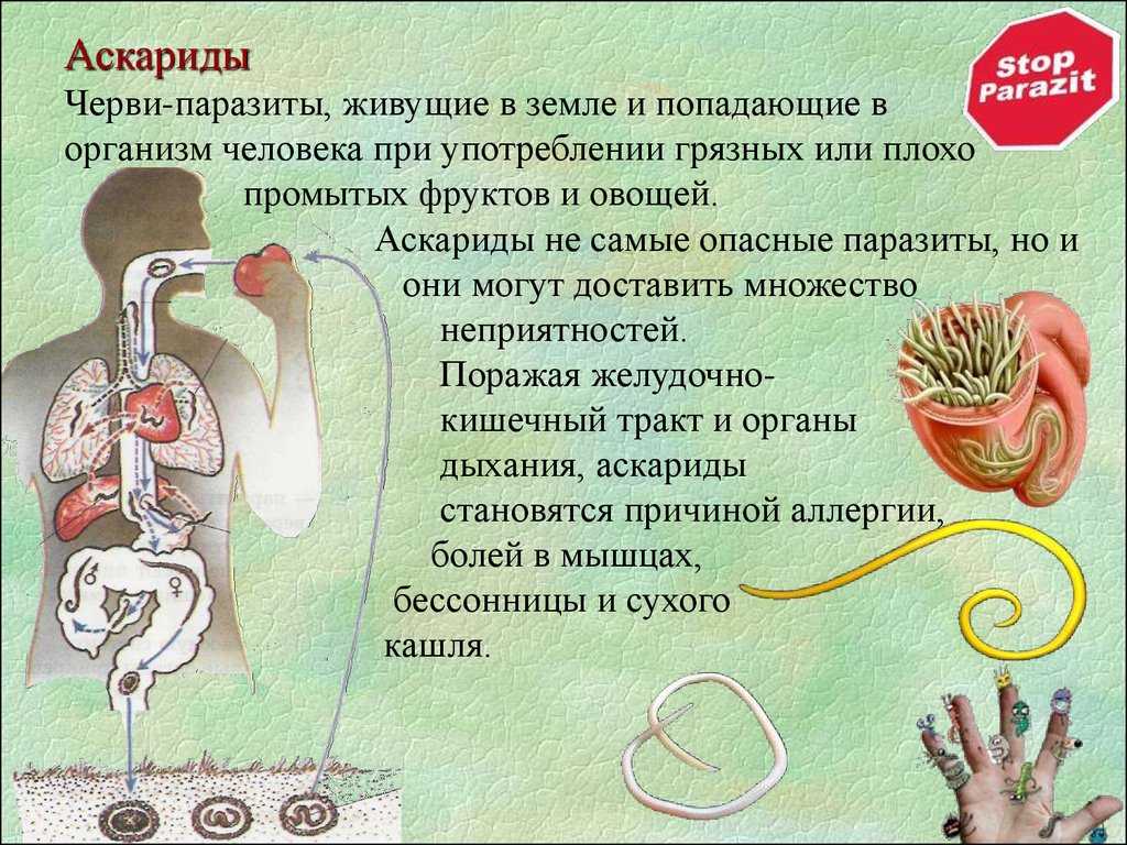 Симптомы глистов у кошки