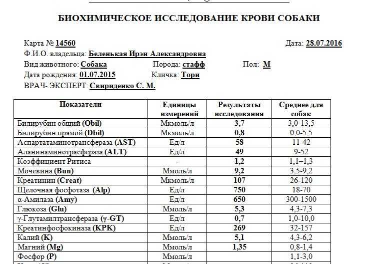 Анализ Крови Собаки Цена