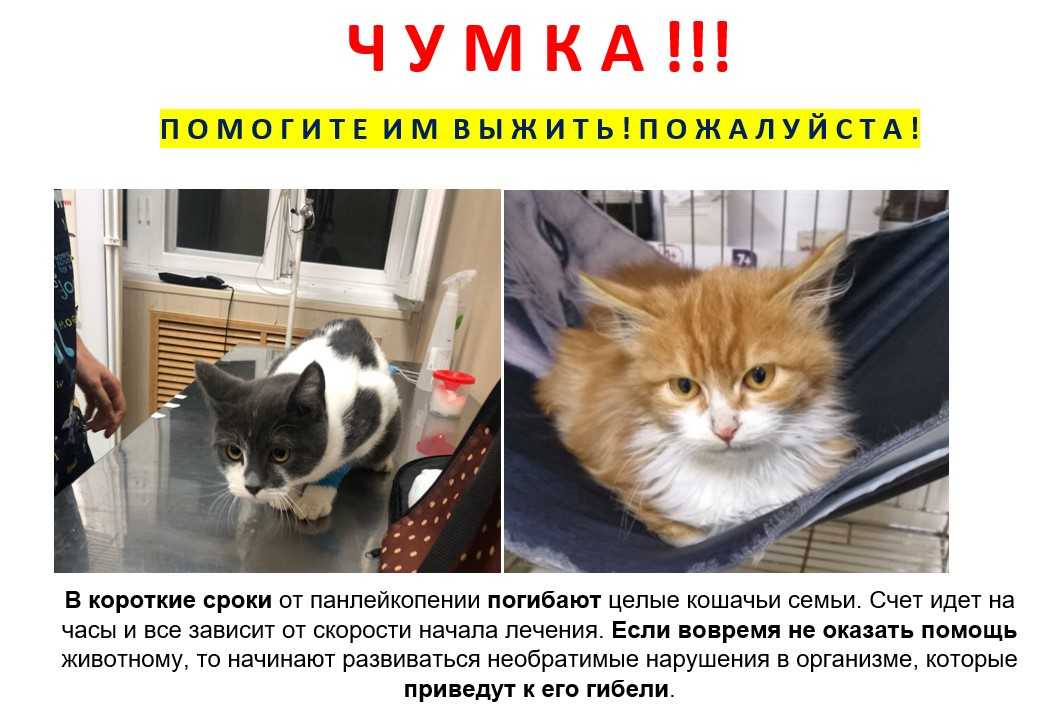 Чумка у кошек - первые признаки, проявление и формы заболевания, медикаментозная терапия и профилактика