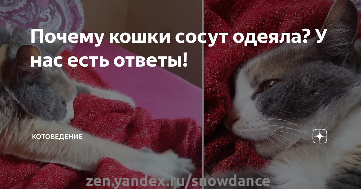 Вялость и слабость у кошек