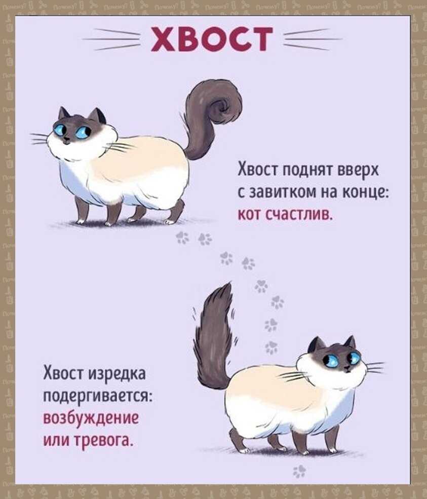 Как научить кота командам: давать лапу, приносить игрушку, ходить на задних лапах