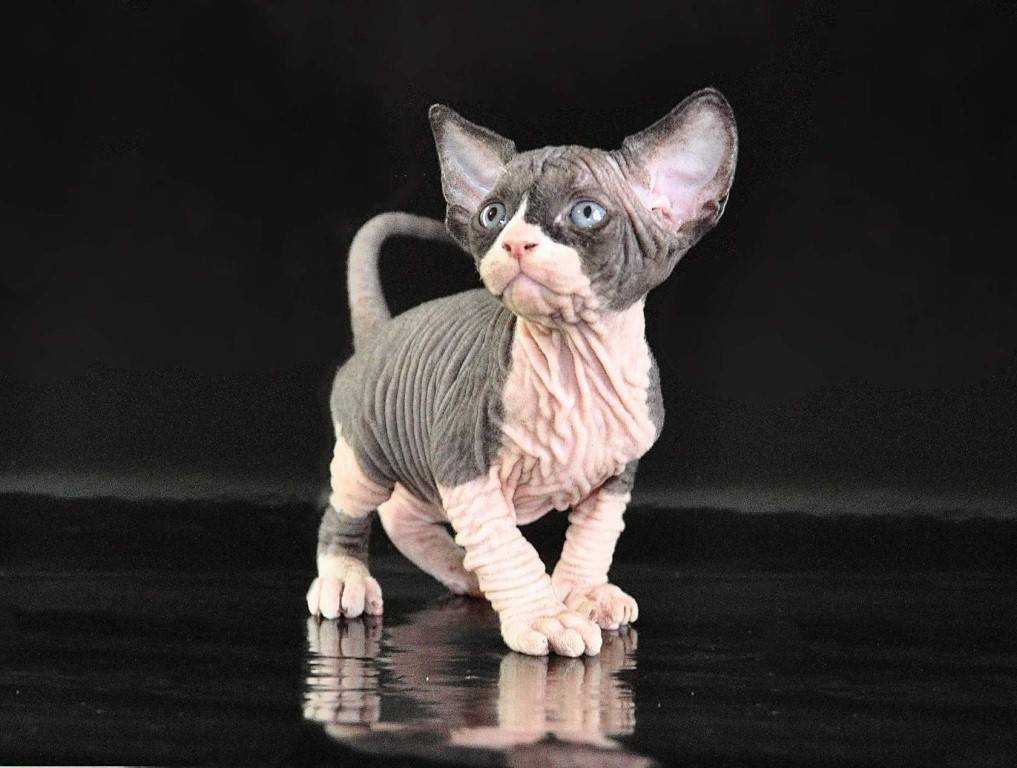 Кошка эльф: описание породы, фото, характер, уход, стоимость котят