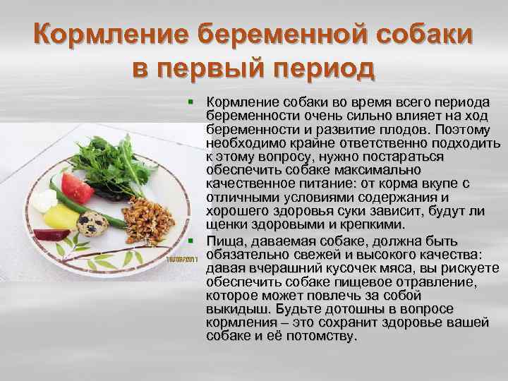 Готовимся к беременности у собаки. вязка, узи, питание, добавки, прививки, вес.