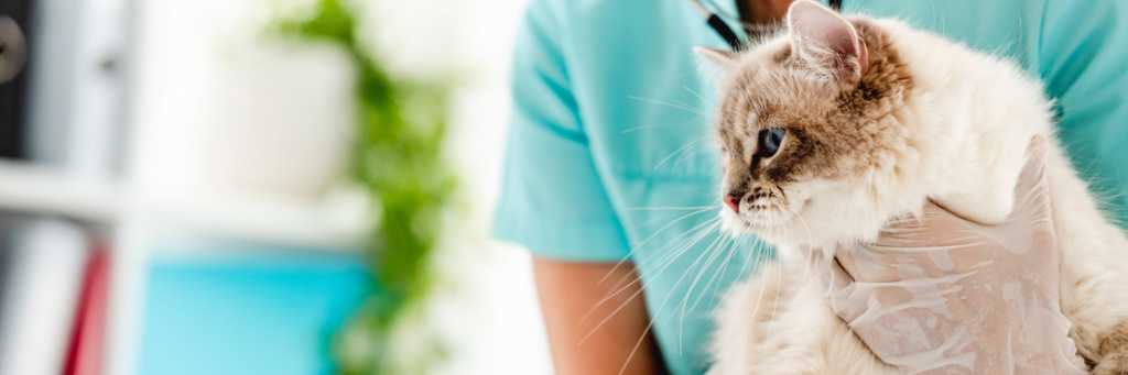 Блохи у котенка или кошки в чем опасность паразита симптомы заражения чем обработать питомца чтобы вывести блох у кота в домашних условиях