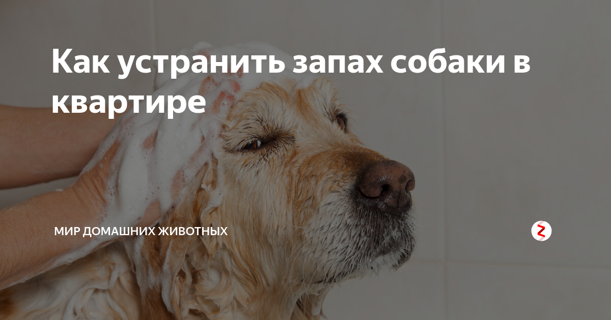 Почему от собаки пахнет псиной: главные причины и способы их устранения | ваши питомцы