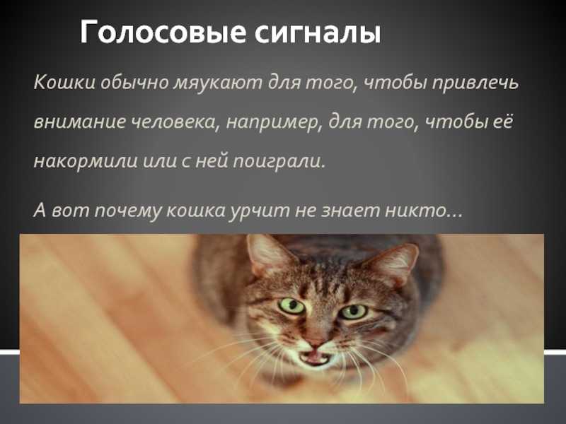 Почему котенок постоянно мяукает, а кошка орёт: причины, что делать