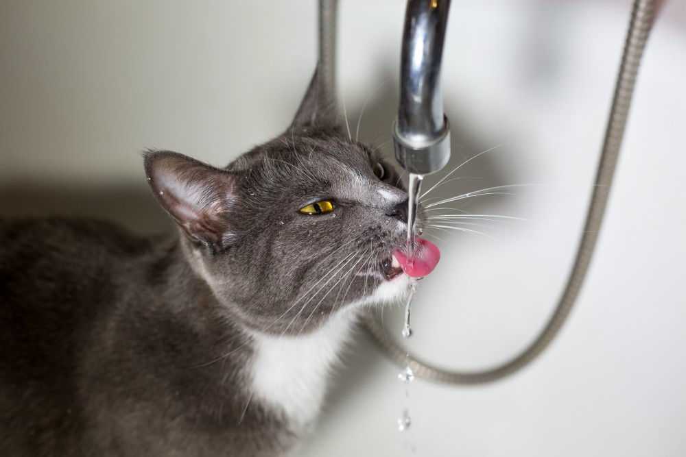 Кот много пьет воды: причины повышенной жажды у кошек, лечение полидипсии
