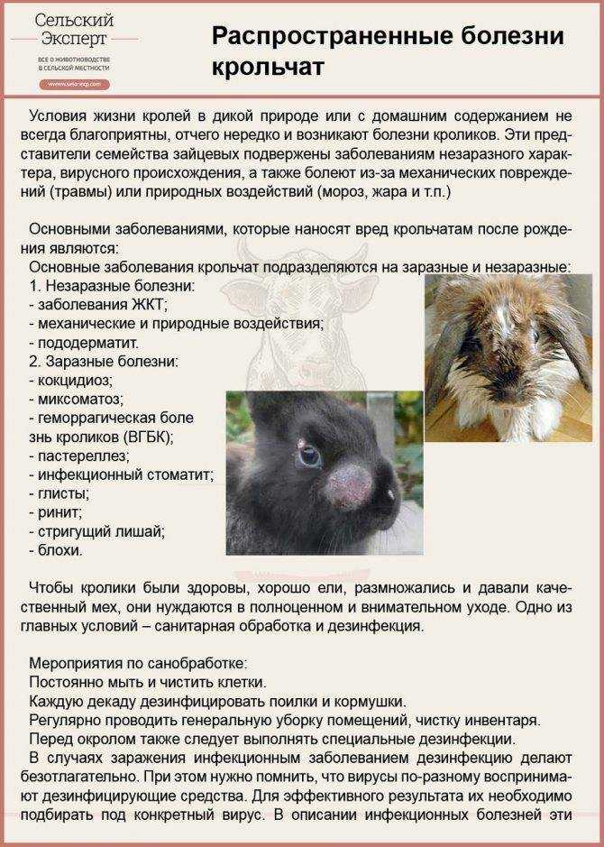 Частые недуги декоративных кроликов: как распознать и что делать? |