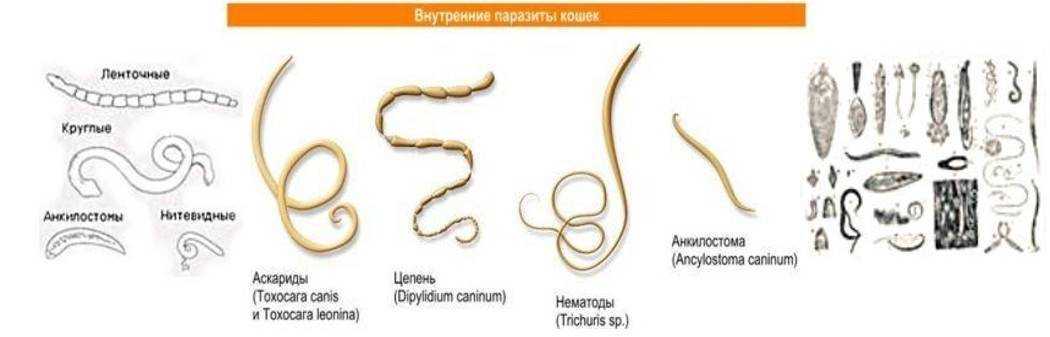 Глисты у кошек: симптомы и лечение