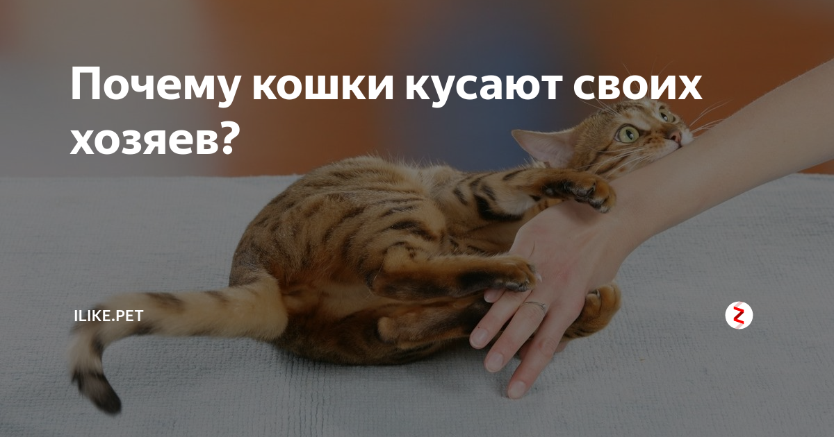 Почему кошка царапается и кусается, когда её гладишь