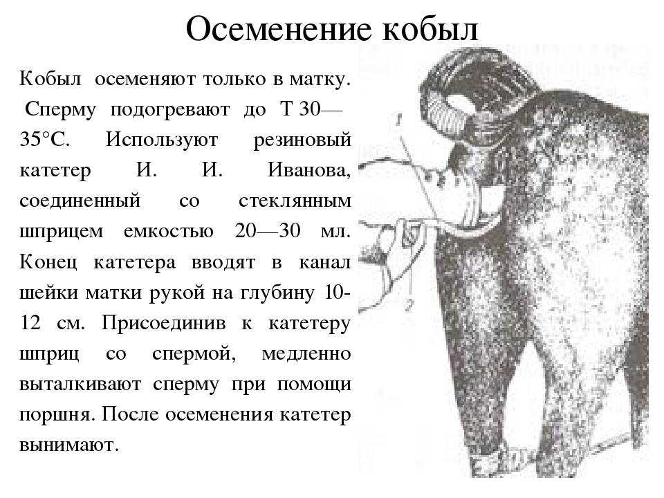 Щенки «из пробирки». часть 1 | вязка и беременность | povodok.by - журнал о собаках